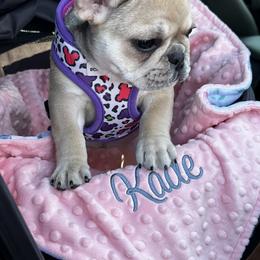 French Bulldog Puppies from The Midwest Frenchies