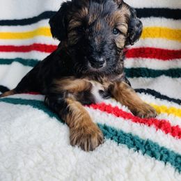 Aussiedoodle and Australian Shepherd Puppies from Homestead Aussies & Doodles