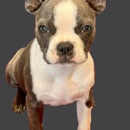 Maisy - Boston Terrier