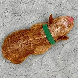 Emmett - Apricot male Goldendoodle puppy in Lake Charles, Louisiana from Perfect Fit Poodles & Doodles