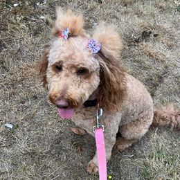 Libby - Goldendoodle