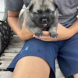 Norwegian Elkhound Puppies from English Bench Elkhounds