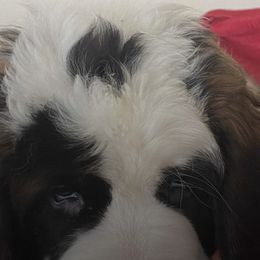 Saint Bernards from Betty's Bernards