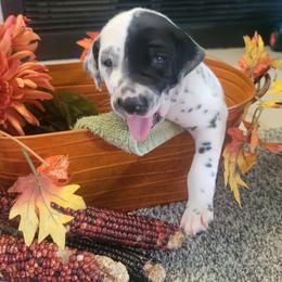 Pumpkin - White and black male Dalmatian puppy in Grant, Michigan from Savannah Woltanski