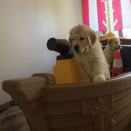 Golden Retriever Puppies from Honeysweet Goldens