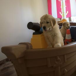 Golden Retriever Puppies from Honeysweet Goldens