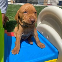 Boy 1 - Golden rust Vizsla puppy in Bluffdale, Utah from Valor Vizsla's