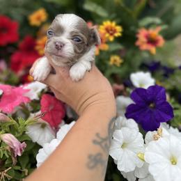 Bracco Italiano and Chihuahua Puppies from Snow Peak Kennel