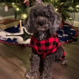 Poodles from Oodlez of Mini Poodles