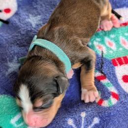 Light blue - Sable male Bernedoodle puppy in Beaumont, Texas from Joy's Dood Ranch
