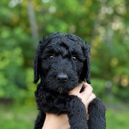 Dark pink - Black female Goldendoodle puppy in Ranger, Georgia from Muscadine Meadows Poodles and Doodles