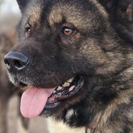 Bear - Akita