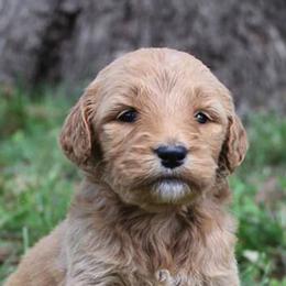 Goldendoodles from Transformation Acres Goldendoodle