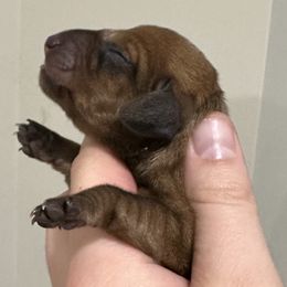 Puppy 3 - Red female Dachshund puppy in Crystal, Michigan from Mare-Bella Smoothcoat Edition