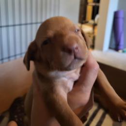 Boy 3 - Golden rust male Vizsla puppy in Stryker, Montana from Jeff Schmieder