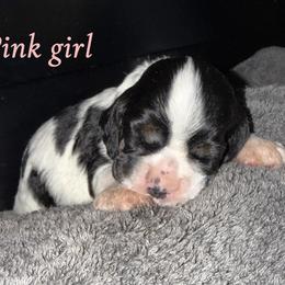 Pink collar , girl 3 - Black white and tan female Cocker Spaniel puppy in Boca Raton, Florida from Gold-Coast Cockers
