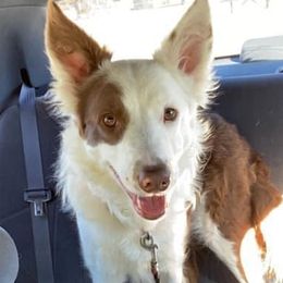 Border Collies from Dorothy's Border Collies