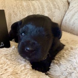 Ross - Black male Miniature Schnauzer puppy in Grantsville, Utah from Stellar Schnauzers