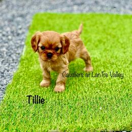 Tillie - Ruby Cavalier King Charles Spaniel puppy in Bethel, Pennsylvania from LanTre Valley Cavaliers