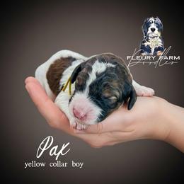 Pax - Brown male Whoodle puppy in Knoxville, Tennessee from Fleury Farm Doodles TN