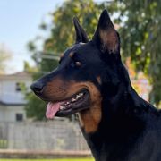 Myka - Beauceron