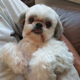 Ava - Shih Tzu