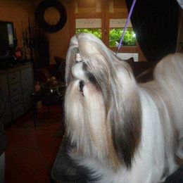 SUNNY - Shih Tzu