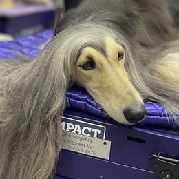 Afghan Hounds from Royal Legacy