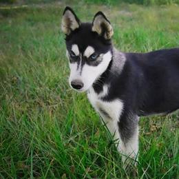 Goldendoodles, Poodles, and Siberian Huskies from White Water Dogs
