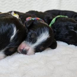 Petunia - Tri-color female Bernedoodle puppy in Granton, Wisconsin from Rose River Farms