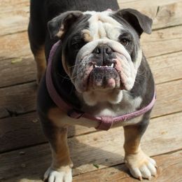 Bulldogs from Dog Blessed Bullies