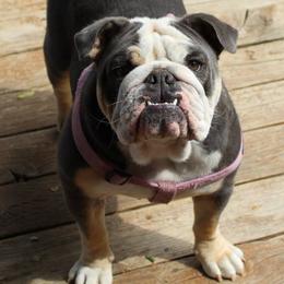 Bulldogs from Dog Blessed Bullies