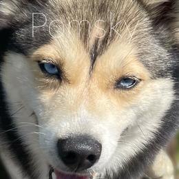 Puma - Pomsky