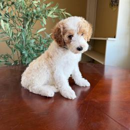 Penelope - Parti female Goldendoodle puppy in Barstow, California from Golden Desert Doodles