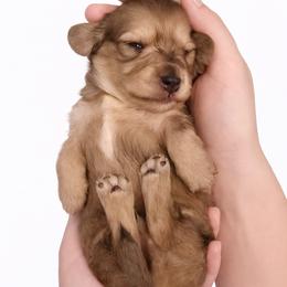Shaded Cream Female - Pet Only - Limited AKC - Cream female Dachshund puppy in Nashville, Tennessee from Farmhouse Sausages - Located in TN delivers all over US including California