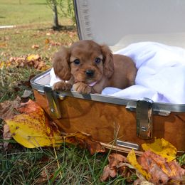 Lily - Ruby female Cavalier King Charles Spaniel puppy in Resaca, Georgia from Freeman's Royal Cavaliers