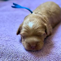 Blue - Red male Australian Labradoodle puppy in Fontana, California from Grammy's Puppy Love doodles and poodles
