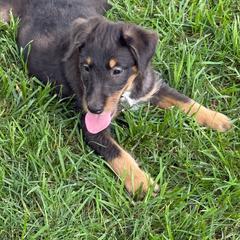 Lori - Merle female Assorted Doodle Crosses puppy in Ohio from Holley Doodles