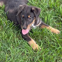 Lori - Merle female Assorted Doodle Crosses puppy in Ohio from Holley Doodles