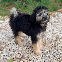 Betsy - Black phantom female Aussiedoodle puppy in Liberty, Texas from Poodles and Doodles Most Excellent Adventures