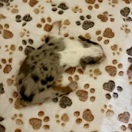 Ally - Blue merle female Miniature American Shepherd puppy in Groesbeck, Texas from Epic Miniature American Shepherds