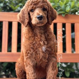 Merlot - Red  male Poodle puppy in Spring Hills, Florida from The Olympus Standard Poodle