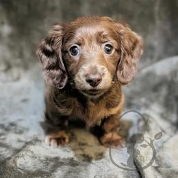 Ravioli - Blue and cream female Dachshund puppy in Salina, Kansas from Grove Grown Dachshunds