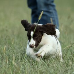 Boy 2 - White and liver male English Springer Spaniel puppy in Tebbetts, Missouri from Rustic Sporting Dogs
