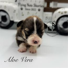 Full Fluffy With A Tail Aloe Vera - Sable female Pembroke Welsh Corgi puppy in Casper, Wyoming from Flying Note Shorties