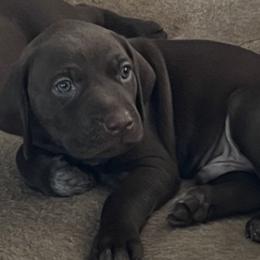 German Shorthaired Pointers from Zuba's GSP