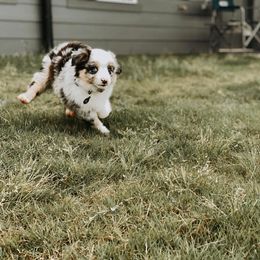 Australian Shepherd Puppies from Robertson’s Stud Service
