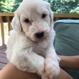 Portuguese Water Dogs from Driftwood Portuguese water dogs