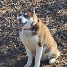 Siberian Husky All Grown Up from Gale Bly Osborne's Amazing Grace Kennel