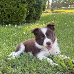 Jackie- red and white - Chocolate female Border Collie puppy in Chattanooga, Tennessee from Ross Vegas Kennels